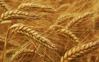 Струна миронівська