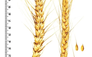 Тарасовская Остистая