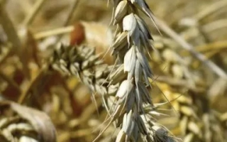 ТИМИРЯЗЕВКА 150