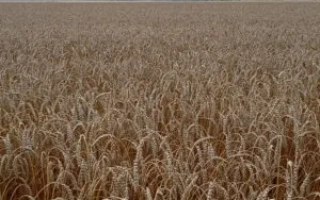 Поле пшеницы - ТИНГЕР