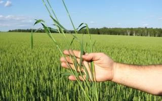 Тобольська