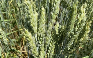 Юбилей Дона