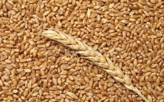 Українка одеська