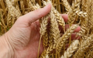 Українська 3