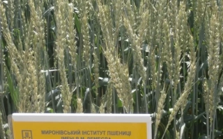 Ювиляр Миронивский