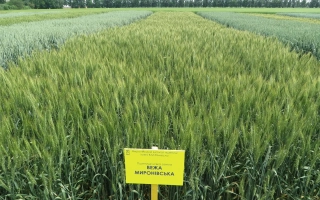 Вежа миронивская