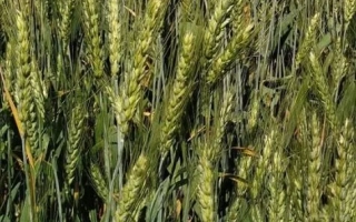 Виктория Одесская