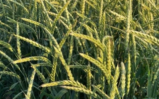 Вишиванка білоцерківська