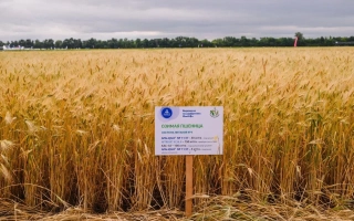 ВОЛЖСКАЯ 100