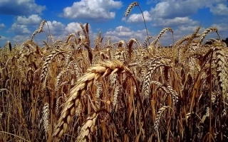 ВОРОНЕЗЬКА 18