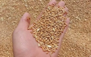 Загадка одеська