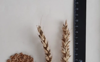 Загора Новосибирская