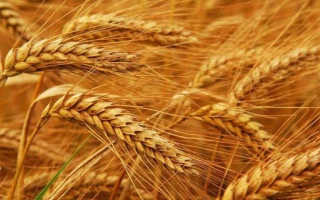 Заможнисть