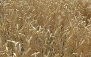 Знахідка одеська