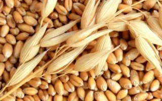 Золоте Руно