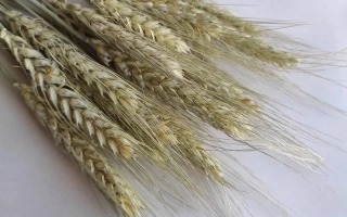 Золотистий