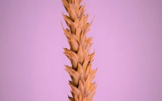 Зорепад билоцеркивский