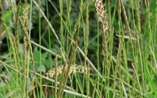 УРОЖАЙНЫЙ 1