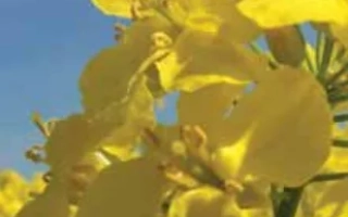 Жёлтые цветы рапса на фоне голубого неба - Адриана