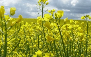 Поле рапса с жёлтыми цветами под облачным небом - Алиот