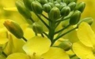 Альваро Квс