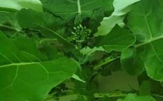 АНДРОИД ФТ-99