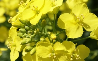 Желтые цветы рапса на фоне зелени - Янтарь