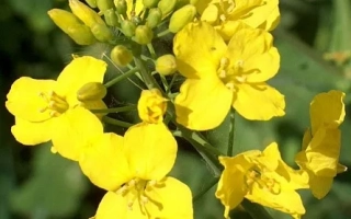 Жёлтые цветы рапса на зелёном фоне - Антоциан