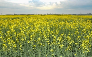 Поле рапса в цвету - Баланс