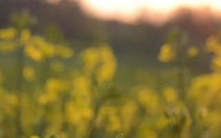 Беатрикс КЛ