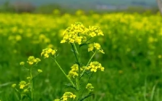 Поле рапса с желтыми цветами на фоне - Калимера Кл