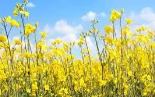 Поле рапса на фоне голубого неба - Черемош