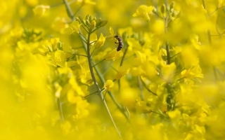 Поле рапса желтого цвета - Клеопатра