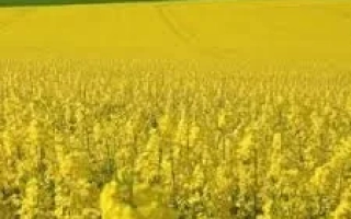 Желтое поле рапса на фоне зеленого холма - КЛИК КЛ