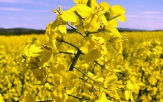 Поле рапса с крупным планом жёлтых цветов - Чорний велетень