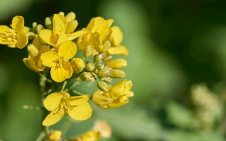 Жёлтые цветы рапса на зелёном фоне - ДК Ексима