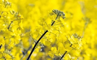 Поле рапса с цветущими желтыми цветами - ДК Експиро