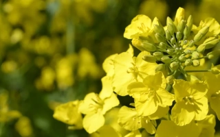 Желтые цветы рапса на фоне поля - ДК Експлисит