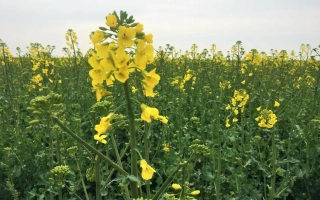 Поле рапса с жёлтыми цветами - Дк Ексенс