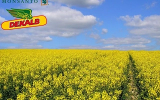 Поле рапса под брендом DEKALB - ДК Екстроверт