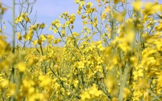 Поле рапса с желтыми цветами на фоне голубого неба - ДК Секвоя