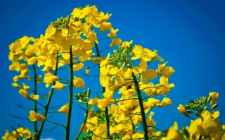 Жёлтые цветы рапса на фоне синего неба - ДК Сесар