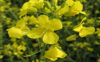 Желтые цветы рапса на фоне поля - Добрава