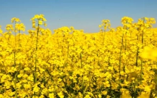 Поле рапса на фоне голубого неба - Добробут