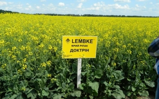 Желтый знак с надписью LEMBEKE и ДОКТРИН на фоне рапсового поля