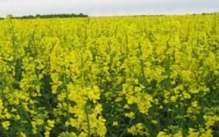 Поле рапса с желтыми цветами - Династи