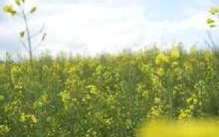 Поле рапса под голубым небом - ДЖЕРРИ F1