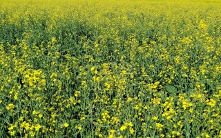 Поле рапса под названием ЭРЕБУС