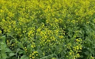 Поле рапса с желтыми цветами на фоне облачного неба - ФОРПОСТ КЛ