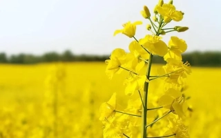 Поле рапса с цветущим растением Франки на переднем плане